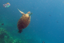 Mara, juvenile green turtle Adopt a sea turtle. Juvenile green turtle swimming in the blue with outstretched flippers, Lhaviyani Atoll, Maldives. Image.