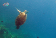 Mara, juvenile green turtle Adopt a sea turtle. Juvenile green turtle swimming in the blue with outstretched flippers, Lhaviyani Atoll, Maldives. Image.