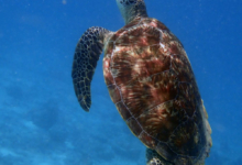 Mara, juvenile green turtle Adopt a sea turtle. Juvenile green turtle swimming in the blue, Lhaviyani Atoll, Maldives. Image.