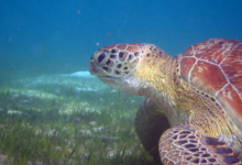 Mareena, female green turtle Female green turtle on sea grass, Lhaviyani Atoll, Maldives