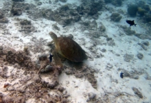 Mareena, female green turtle Female green turtle on dead corals, Lhaviyani Atoll, Maldives