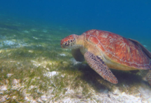 Mareena, female green turtle Female green turtle on sea grass, Lhaviyani Atoll, Maldives