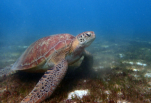 Mareena, female green turtle Female green turtle on sea grass, Lhaviyani Atoll, Maldives