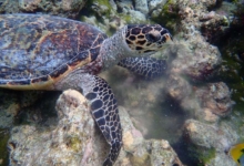 Rosie, juvenile hawksbill Juvenile hawksbill turtle resting on reef, Maldives. Image.