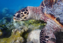 Rosie, juvenile hawksbill Juvenile hawksbill turtle resting on reef, Maldives. Image.