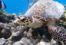 Rosie, juvenile hawksbill Juvenile hawksbill turtle sitting on reef, Maldives. Image.