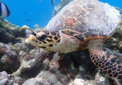 Rosie, juvenile hawksbill Juvenile hawksbill turtle sitting on reef, Maldives. Image.
