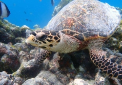 Rosie, juvenile hawksbill Juvenile hawksbill turtle sitting on reef, Maldives. Image.