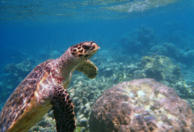 Rosie, juvenile hawksbill Juvenile hawksbill turtle swimming by brain coral, Maldives. Image.