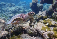 Rosie, juvenile hawksbill Juvenile hawksbill turtle swimming over reef, Maldives. Image.