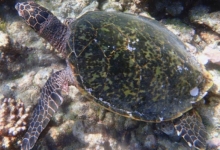 Sonny, juvenile hawksbill Juvenile hawksbill turtle, on coral reef, North Male Atoll, Maldives.
