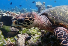 Sonny, juvenile hawksbill Juvenile hawksbill turtle, on coral reef, North Male Atoll, Maldives.