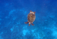 Sonny, juvenile hawksbill Juvenile hawksbill turtle, swimming in the blue, North Male Atoll, Maldives.