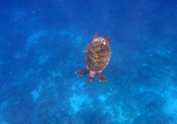 Sonny, juvenile hawksbill Juvenile hawksbill turtle, swimming in the blue, North Male Atoll, Maldives.