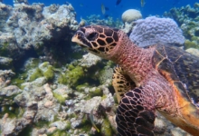 Sonny, juvenile hawksbill Juvenile hawksbill turtle, on coral reef, North Male Atoll, Maldives.