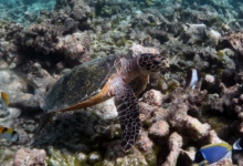 Sonny, juvenile hawksbill Juvenile hawksbill turtle, on coral reef, North Male Atoll, Maldives.