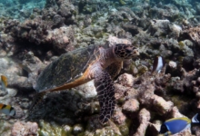 Sonny, juvenile hawksbill Juvenile hawksbill turtle, on coral reef, North Male Atoll, Maldives.