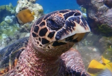 Sonny, juvenile hawksbill turtle, Maldives. Juvenile hawksbill turtle, North Male Atoll, Maldives.