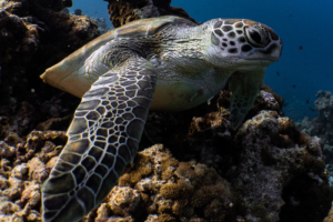 Caro, green turtle, adopted for Carolin by Christina Hubl Green turtle, Dhonfanu, Baa Atoll, Maldives. Image.