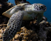 Green turtle, Dhonfanu, Baa Atoll, Maldives. Image.