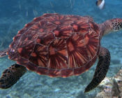 Green turtle, Dhonfanu, Baa Atoll, Maldives. Image.