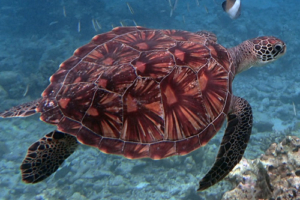 Schildi, green turtle, adopted Green turtle, Dhonfanu, Baa Atoll, Maldives. Image.
