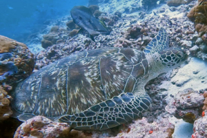 Luna Lovegood, green turtle, adopted Green turtle, Dhonfanu, Baa Atoll, Maldives. Image.