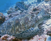 Green turtle, Dhonfanu, Baa Atoll, Maldives. Image.