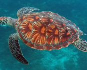 Green turtle, Dhonfanu, Baa Atoll, Maldives. Image.