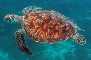 Betty May, green turtle, adopted for Amanda by Raoul S Gear Green turtle, Dhonfanu, Baa Atoll, Maldives. Image.