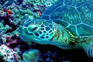 Benson, green turtle, adopted by Linzi Fryer Green turtle, Dhonfanu Rock, Baa Atoll, Maldives. Image.