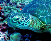 Green turtle, Dhonfanu Rock, Baa Atoll, Maldives. Image.