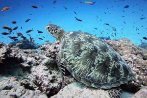 Arietta, green turtle, adopted for Johannes Green turtle, Dhonfanu, Baa Atoll, Maldives. Image.