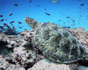 Green turtle, Dhonfanu, Baa Atoll, Maldives. Image.