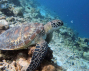 Green turtle, Dhonfanu, Baa Atoll, Maldives. Image.