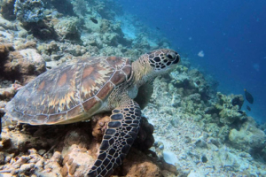 Jennic, green turtle, adopted for Jennifer by Nico Bajorat Green turtle, Dhonfanu, Baa Atoll, Maldives. Image.