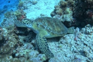 Monica, green turtle, adopted for Monica Green turtle, resting on reef, Dhonfanu, Baa atoll, Maldives. Image.
