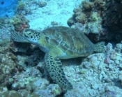 Green turtle, resting on reef, Dhonfanu, Baa atoll, Maldives. Image.