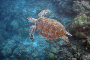 Xingi, green turtle, adopted by Isabell Green turtle swimming, full shell, Coco Palm, Baa Atoll, Maldives. Image.