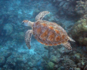 Green turtle swimming, full shell, Coco Palm, Baa Atoll, Maldives. Image.