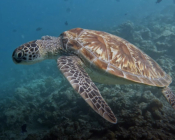 Green turtle, Dhonfanu, Baa Atoll, Maldives. Image.