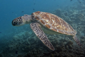 Pixie, green trutle, adopted by Chi Fung Green turtle, Dhonfanu, Baa Atoll, Maldives. Image.