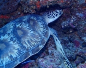 Adopted green turtle, Maldives. Image.