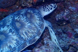 Coral, green turtle, adopted Kylen Adopted green turtle, Maldives. Image.