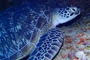 William, green turtle adopted by Hannah for Hannah & William Adopted green turtlee Maldives. Image.