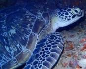 Adopted green turtlee Maldives. Image.
