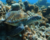 Green turtle on coral reef, Dhonfanu, Baa Atoll, Maldives. Image.