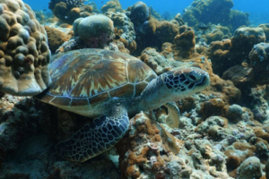 Ginger, green turtle, adopted by Shawna Green turtle on coral reef, Dhonfanu, Baa Atoll, Maldives. Image.