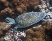 Green turtle on reef, Dhonfanu, Baa Atoll, Maldives. Image.