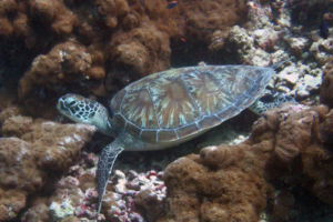 Giulia, green turtle, adopted by Karine, Laura, Mika and Fabien Frery Green turtle on reef, Dhonfanu, Baa Atoll, Maldives. Image.